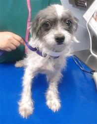 Shelter Stray Female Dog last seen 38TH AVE AND FILLMORE ST, 2500 S 27th Ave, Phoenix, AZ 85009, USA