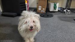 Shelter Stray Male Dog last seen , 3201 Lacy St, Los Angeles, CA 90031, USA