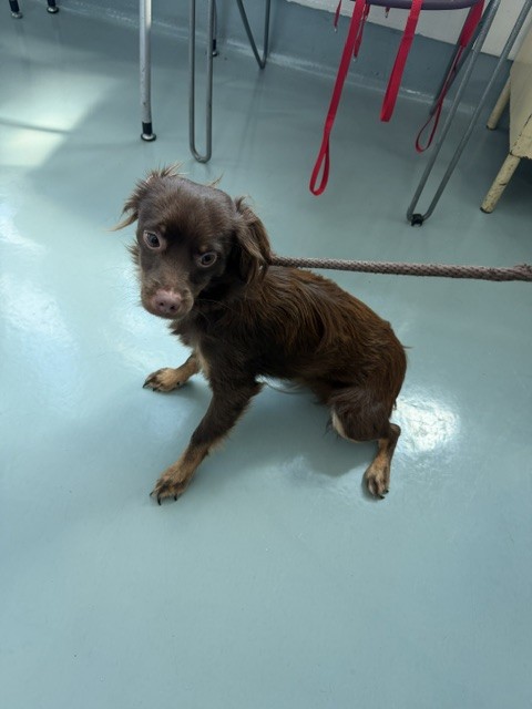 Shelter Stray Male Dog last seen , 4275 Elton St, Baldwin Park, CA 91706, USA