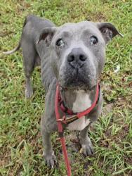 Shelter Stray Female Dog last seen Near BLOCK NW 31 AV, POMPANO BEACH FL 33069, 2400 SW 42nd St, Fort Lauderdale, FL 33312, USA