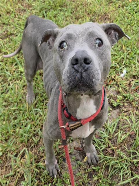 Shelter Stray Female Dog last seen Near BLOCK NW 31 AV, POMPANO BEACH FL 33069, 2400 SW 42nd St, Fort Lauderdale, FL 33312, USA