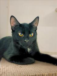 Shelter Stray Male Cat last seen IMPACT ACADEMY, 16 Barnes Ct, Hayward, CA 94544, USA