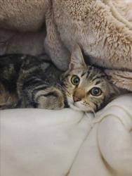 Shelter Stray Female Cat last seen 2ND ST, 16 Barnes Ct, Hayward, CA 94544, USA