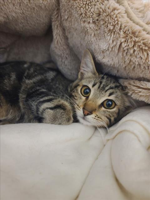 Shelter Stray Female Cat last seen 2ND ST, 16 Barnes Ct, Hayward, CA 94544, USA