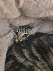 Shelter Stray Female Cat last seen 2ND ST, 16 Barnes Ct, Hayward, CA 94544, USA