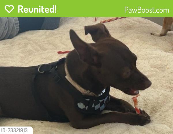 Reunited Female Dog last seen York and Georgia, Vallejo, CA 94590