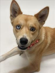 Shelter Stray Female Dog last seen SOTO RD, 16 Barnes Ct, Hayward, CA 94544, USA
