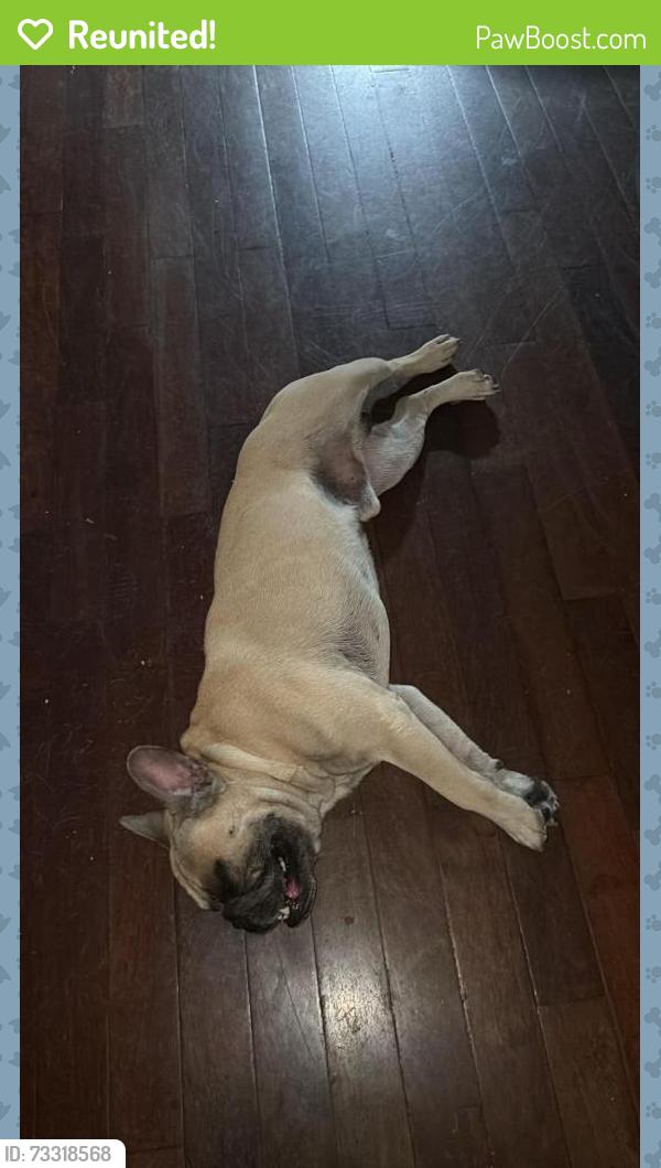 Reunited Male Dog last seen Long Beach blvd and 20th, Long Beach, CA 90831