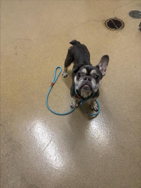 Shelter Stray Female Dog last seen WINTON/HESPERIAN, 16 Barnes Ct, Hayward, CA 94544, USA