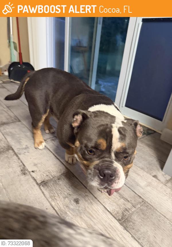Found/Stray Unknown Dog last seen Range road and lake drive, Cocoa, FL 32926