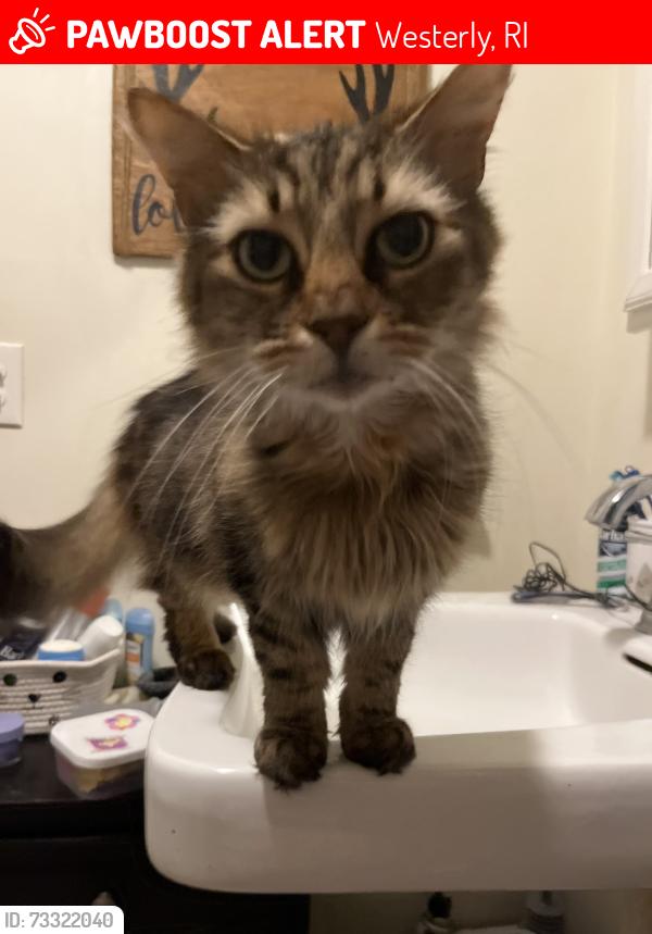 Lost Male Cat last seen N joseph street, Westerly, RI 02891