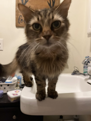 Lost Male Cat last seen N joseph street, Westerly, RI 02891
