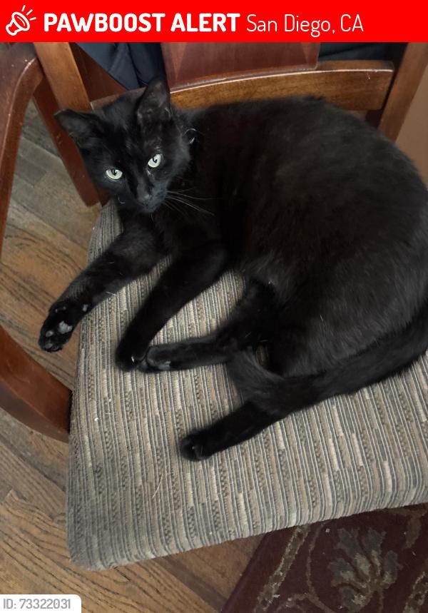 Lost Female Cat last seen University . But cats like the alley between university and Malcom, San Diego, CA 92115