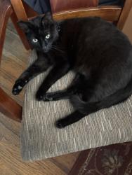 Lost Female Cat last seen University . But cats like the alley between university and Malcom, San Diego, CA 92115