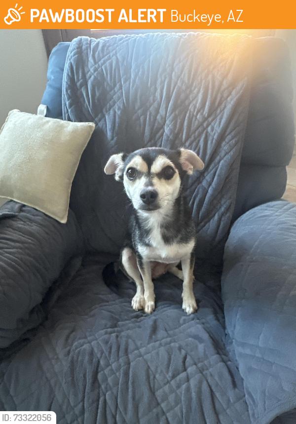 Found/Stray Female Dog last seen Broadway/ Watson, Buckeye, AZ 85326