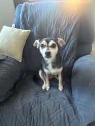 Found/Stray Female Dog last seen Broadway/ Watson, Buckeye, AZ 85326