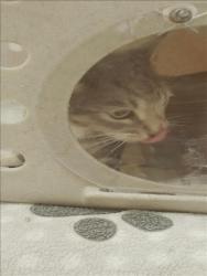 Shelter Stray Female Cat last seen , 957 N Gaffey St, San Pedro, CA 90731, USA