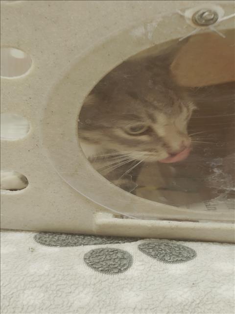 Shelter Stray Female Cat last seen , 957 N Gaffey St, San Pedro, CA 90731, USA