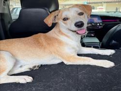 Shelter Stray Male Dog last seen , 14409 Vanowen St, Van Nuys, CA 91405, USA