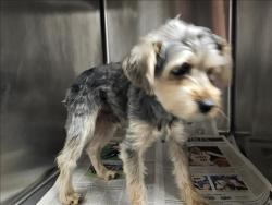 Shelter Stray Male Dog last seen , 14409 Vanowen St, Van Nuys, CA 91405, USA