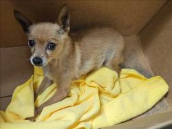 Shelter Stray Female Dog last seen , 14409 Vanowen St, Van Nuys, CA 91405, USA