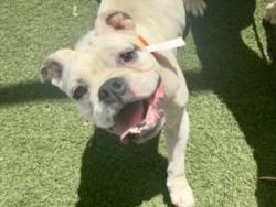 Shelter Stray Female Dog last seen , 957 N Gaffey St, San Pedro, CA 90731, USA