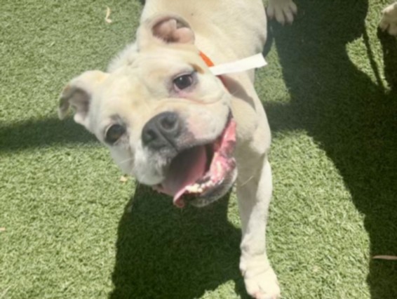 Shelter Stray Female Dog last seen , 957 N Gaffey St, San Pedro, CA 90731, USA