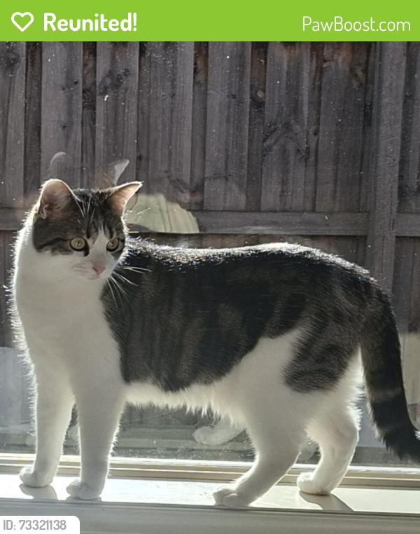 Reunited Female Cat last seen Fallingwater Drive, Pakenham, VIC 3810