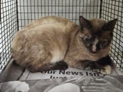 Shelter Stray Female Cat last seen , 14409 Vanowen St, Van Nuys, CA 91405, USA