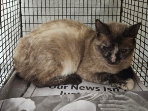 Shelter Stray Female Cat last seen , 14409 Vanowen St, Van Nuys, CA 91405, USA