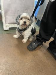 Shelter Stray Male Dog last seen , 14409 Vanowen St, Van Nuys, CA 91405, USA