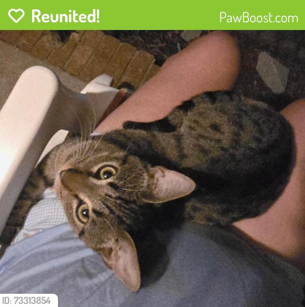 Reunited Male Cat last seen Piney green, Jacksonville, NC 28546
