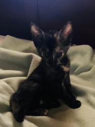 Shelter Stray Female Cat last seen tisdale at hither way, City of Sacramento, CA, 6201 Florin Perkins Rd, Sacramento, CA 95828, USA