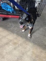 Shelter Stray Male Dog last seen Near Stone Rd, South District, TX, 355 Hillshire Dr, Haslet, TX 76052, USA