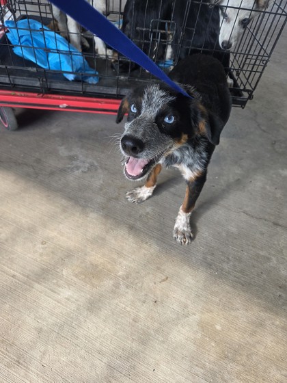 Shelter Stray Male Dog last seen Near Stone Rd, South District, TX, 355 Hillshire Dr, Haslet, TX 76052, USA