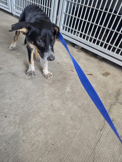 Shelter Stray Female Dog last seen Near Stone Rd, South District, TX, 355 Hillshire Dr, Haslet, TX 76052, USA