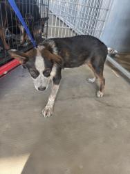 Shelter Stray Male Dog last seen Near Stone Rd, South District, TX, 355 Hillshire Dr, Haslet, TX 76052, USA