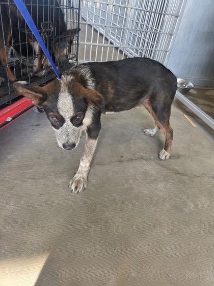 Shelter Stray Male Dog last seen Near Stone Rd, South District, TX, 355 Hillshire Dr, Haslet, TX 76052, USA