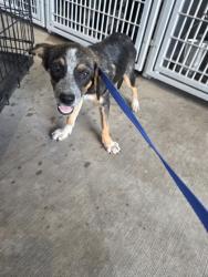Shelter Stray Male Dog last seen Near Stone Rd, South District, TX, 355 Hillshire Dr, Haslet, TX 76052, USA