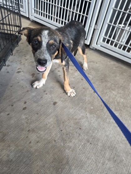 Shelter Stray Male Dog last seen Near Stone Rd, South District, TX, 355 Hillshire Dr, Haslet, TX 76052, USA