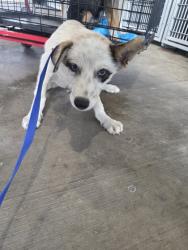 Shelter Stray Male Dog last seen Near Stone Rd, South District, TX, 355 Hillshire Dr, Haslet, TX 76052, USA