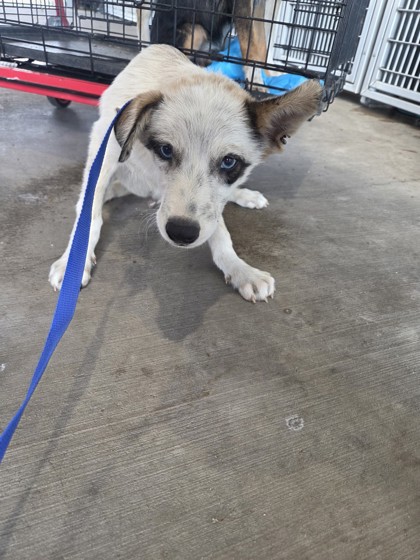 Shelter Stray Male Dog last seen Near Stone Rd, South District, TX, 355 Hillshire Dr, Haslet, TX 76052, USA