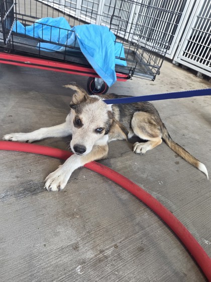 Shelter Stray Male Dog last seen Near Stone Rd, South District, TX, 355 Hillshire Dr, Haslet, TX 76052, USA