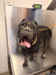 Shelter Stray Female Dog last seen E Annadale Ave & S Walnut Ave, Fresno Zone Fresno CO 1A 93706, CA, 1510 W Dan Ronquillo Dr, Fresno, CA 93706, USA