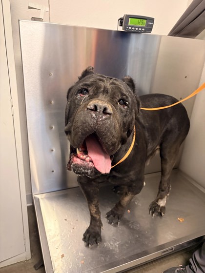 Shelter Stray Female Dog last seen E Annadale Ave & S Walnut Ave, Fresno Zone Fresno CO 1A 93706, CA, 1510 W Dan Ronquillo Dr, Fresno, CA 93706, USA