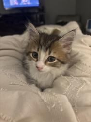 Shelter Stray Male Cat last seen Near Lavista Rd Ste 136, Tucker, GA 30084, 30084, GA, 3280 Chamblee Dunwoody Rd, Chamblee, GA 30341, USA