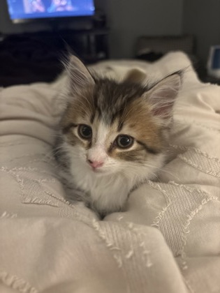 Shelter Stray Male Cat last seen Near Lavista Rd Ste 136, Tucker, GA 30084, 30084, GA, 3280 Chamblee Dunwoody Rd, Chamblee, GA 30341, USA