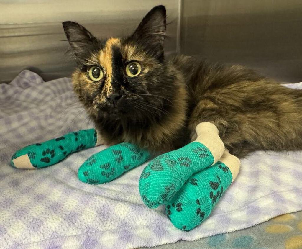 Shelter Stray Female Cat last seen Near E Silver Spur Lane, SPOKANE, WA, 99217, 6815 E Trent Ave, Spokane, WA 99212, USA