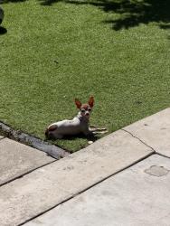 Reunited Female Dog last seen charles drive, Oceanside, CA 92057