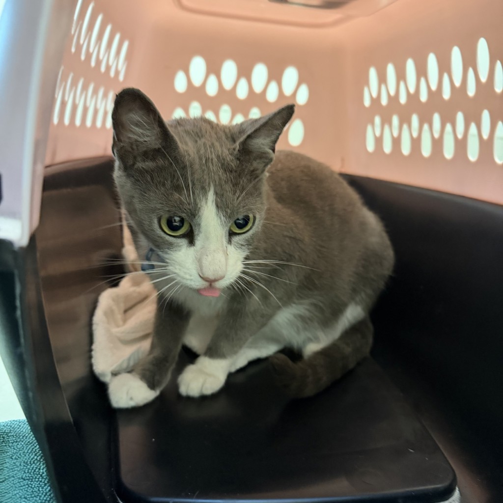 Shelter Stray Female Cat last seen Near Highland Avenue, San Diego, CA, 92102, 5500 Gaines St, San Diego, CA 92110, USA